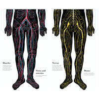 book-inside-the-body-an-extraordinary-layer-by-layer-guide-to-human-anatomy-book-9780500653074