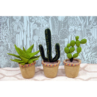 Fiona Walker England Aloe Vera Cactus in Pot