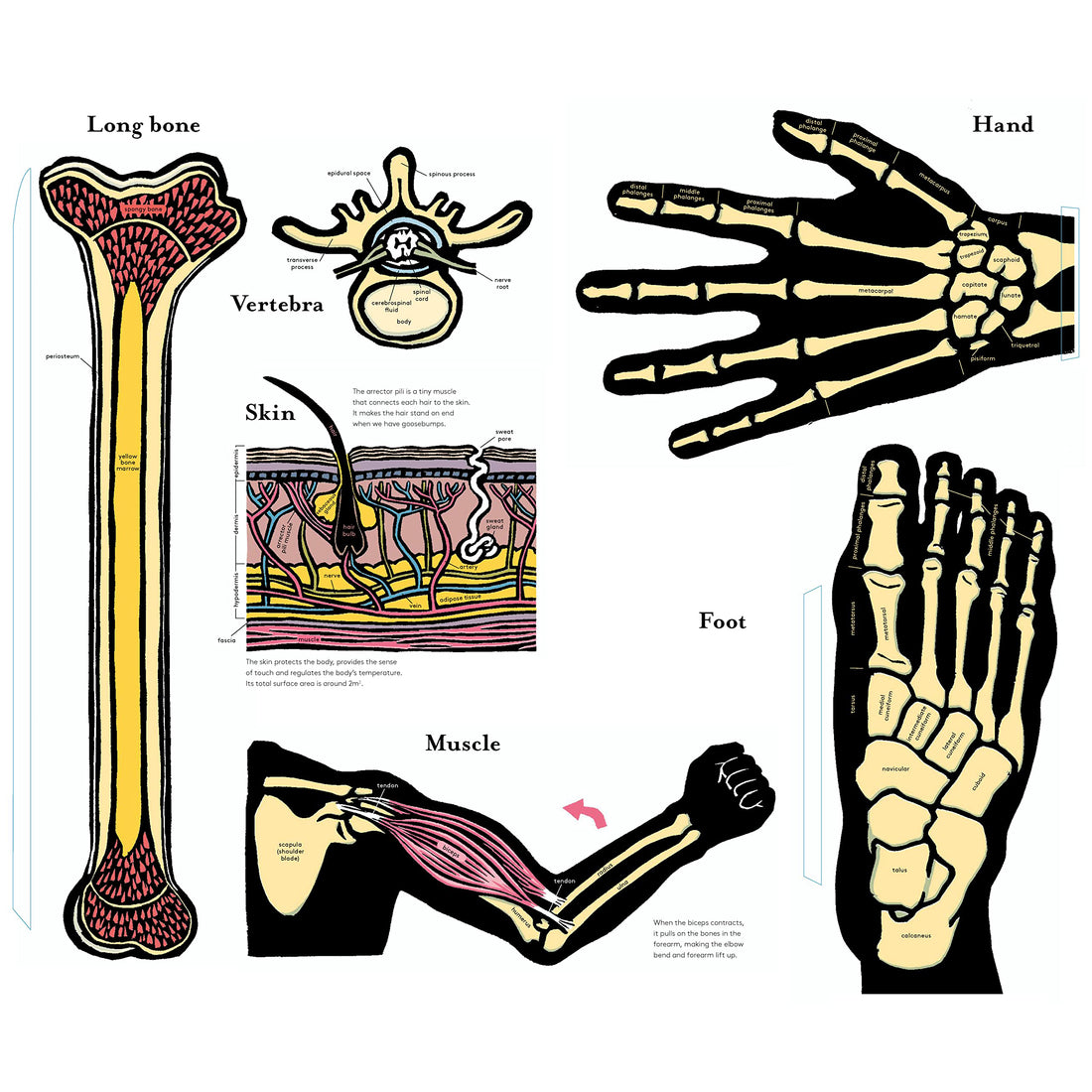 book-inside-the-body-an-extraordinary-layer-by-layer-guide-to-human-anatomy-book-9780500653074