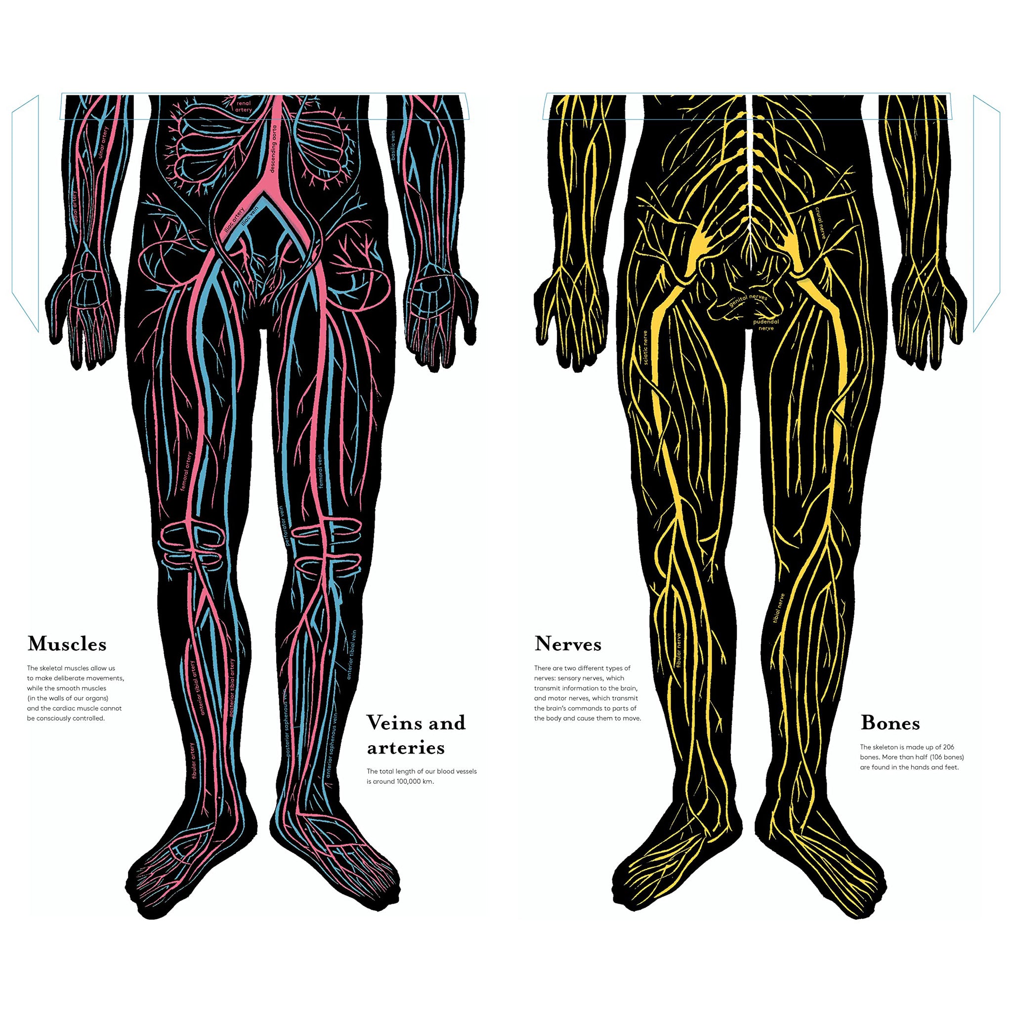 Inside The Body: An Extraordinary Layer-By-Layer Guide To Human Anatom ...