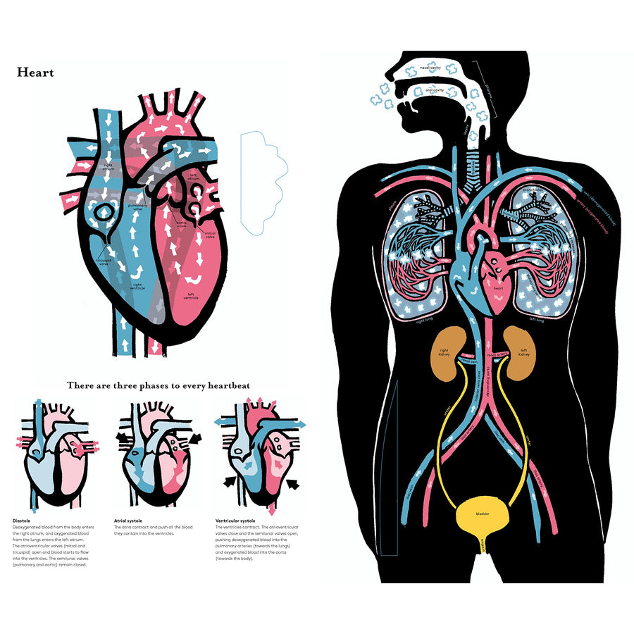 book-inside-the-body-an-extraordinary-layer-by-layer-guide-to-human-anatomy-book-9780500653074