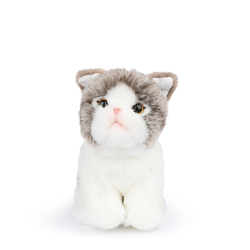 bt-chaps-amelie-the-scottisch-fold-in-giftbox-17cm-6-5-btch-32179010