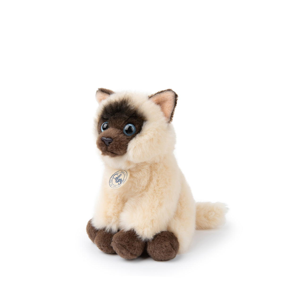 bt-chaps-eddie-the-siamese-in-giftbox-17cm-6-5-btch-32179004