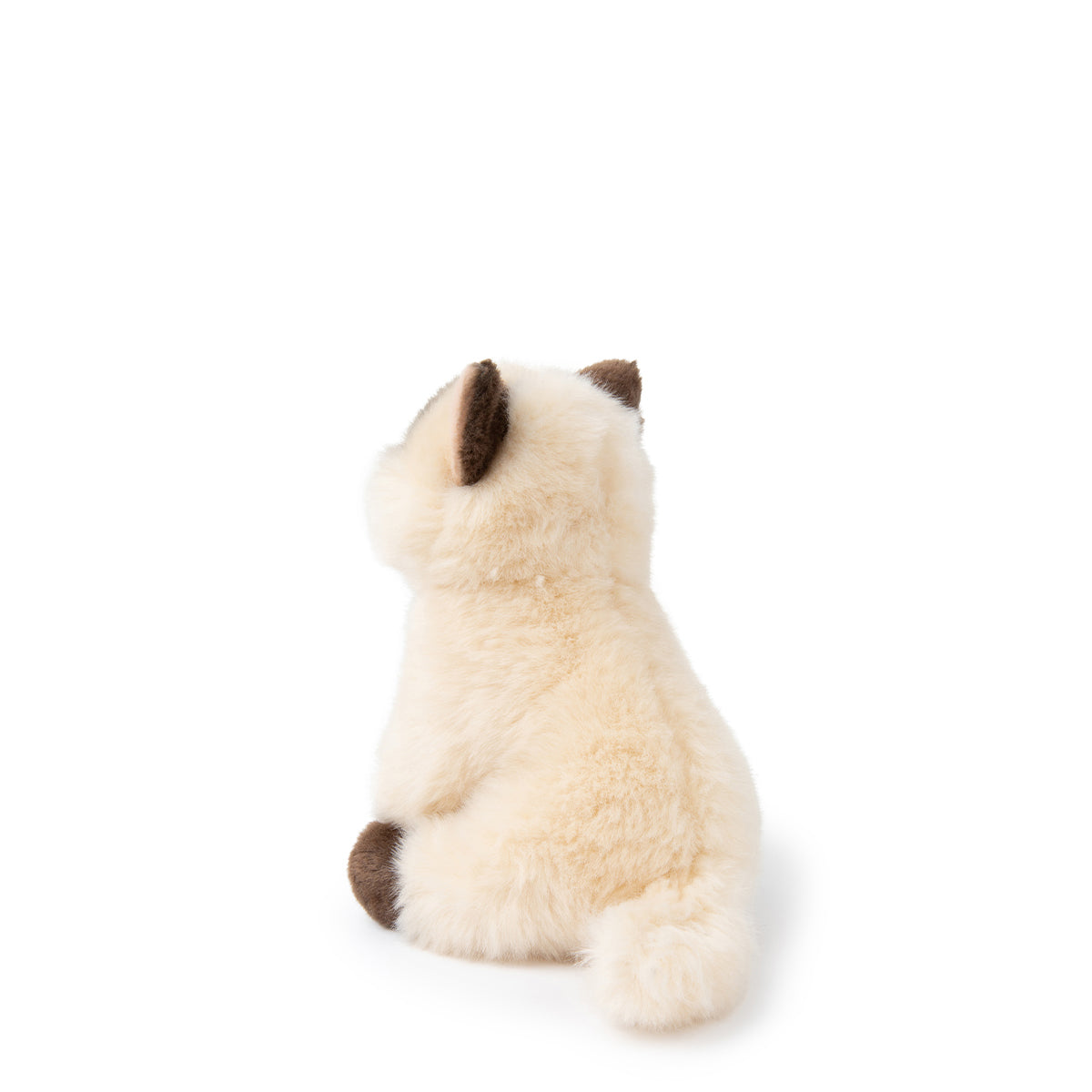 bt-chaps-eddie-the-siamese-in-giftbox-17cm-6-5-btch-32179004