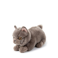 bt-chaps-freddy-the-british-shorthair-in-giftbox-20cm-8-btch-32179003