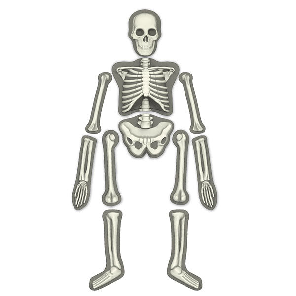 4m-kidz-labs-glow-human-skeleton- (2)