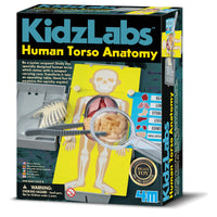 4m-kidz-labs-human-torso-anatomy- (1)