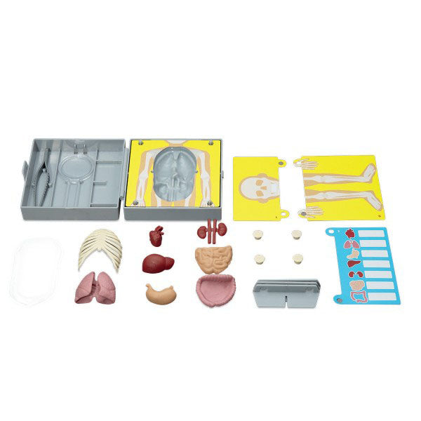 4m-kidz-labs-human-torso-anatomy- (2)