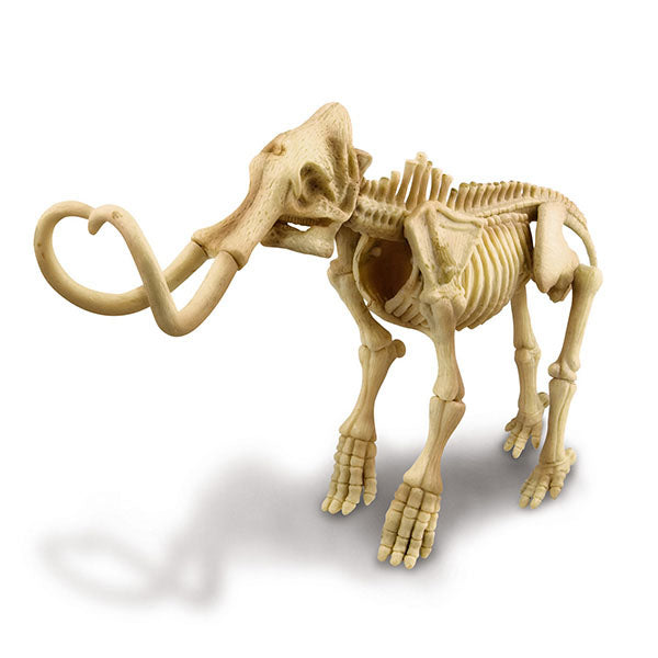 4m-kidz-labs-mammoth-skeleton- (3)