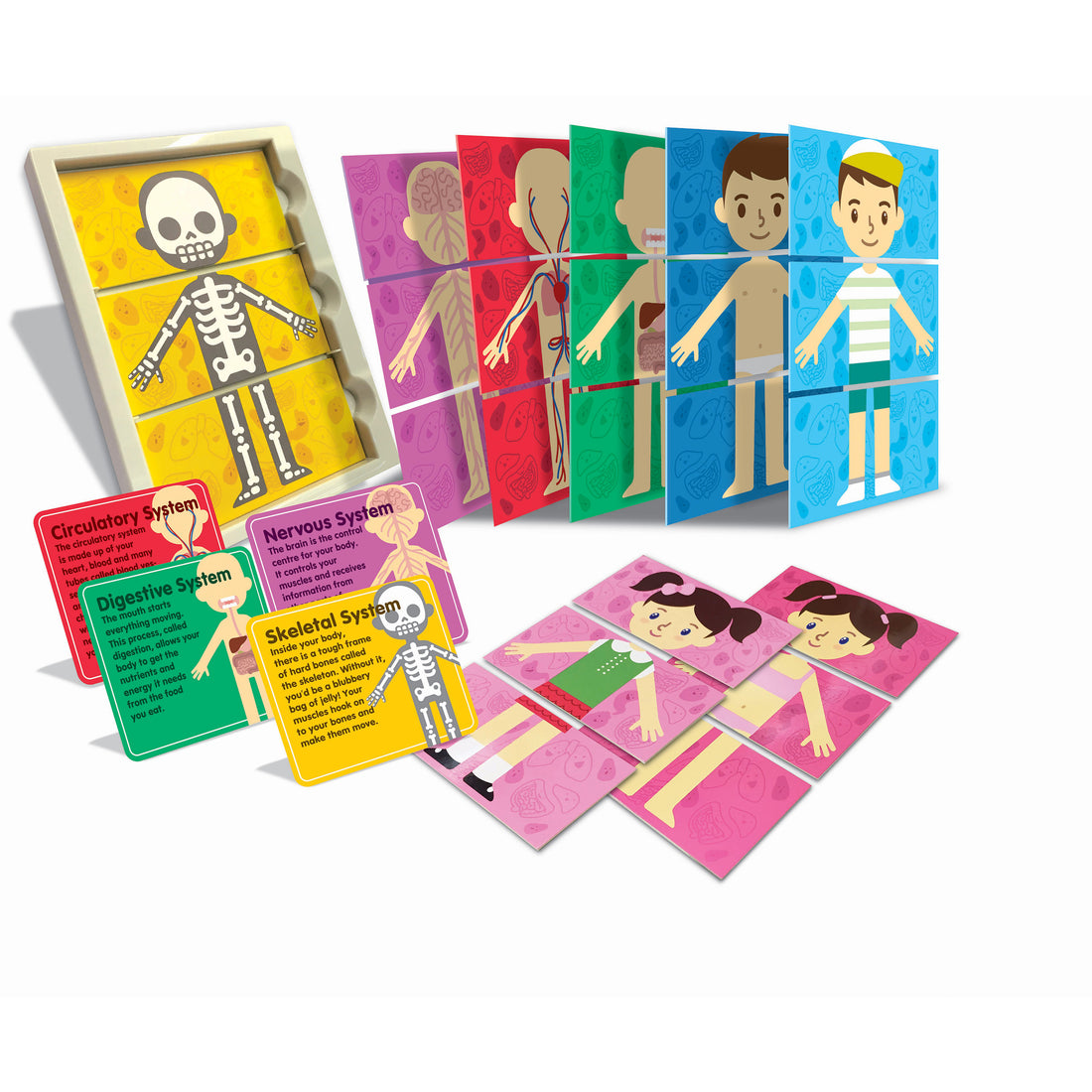 4m-thinking-kits-my-body-systems- (2)