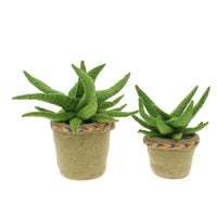 Fiona Walker England Aloe Vera Cactus in Pot