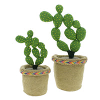 Fiona Walker England Linked Circle Cactus in Pot