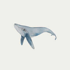 atlas-&-august-whale-1-atla-w31-mini-