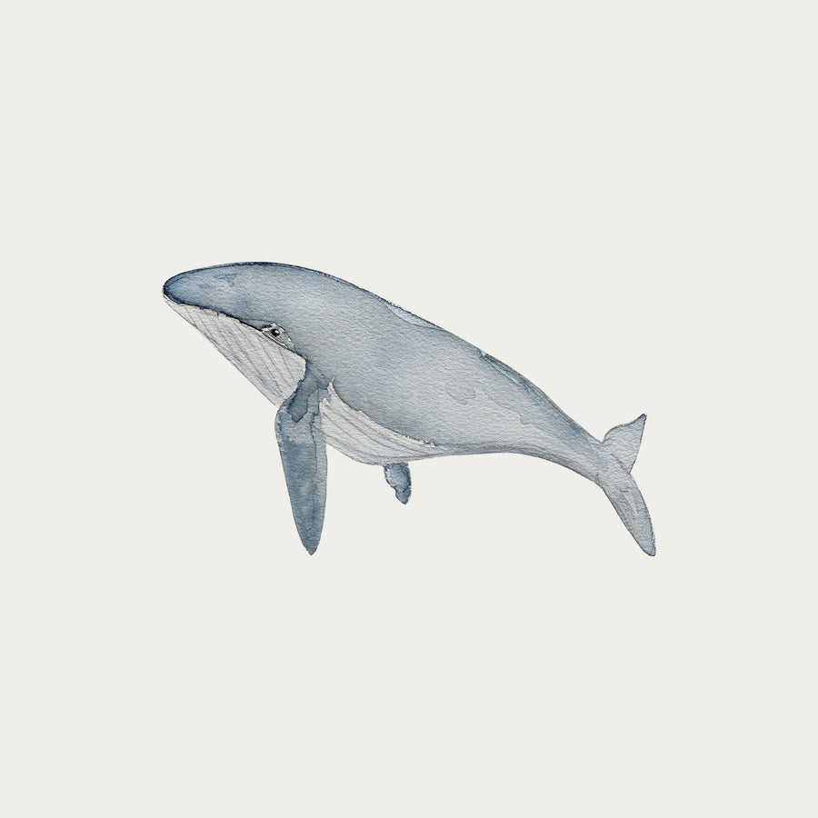 atlas-&-august-whale-2-atla-w33-mini-