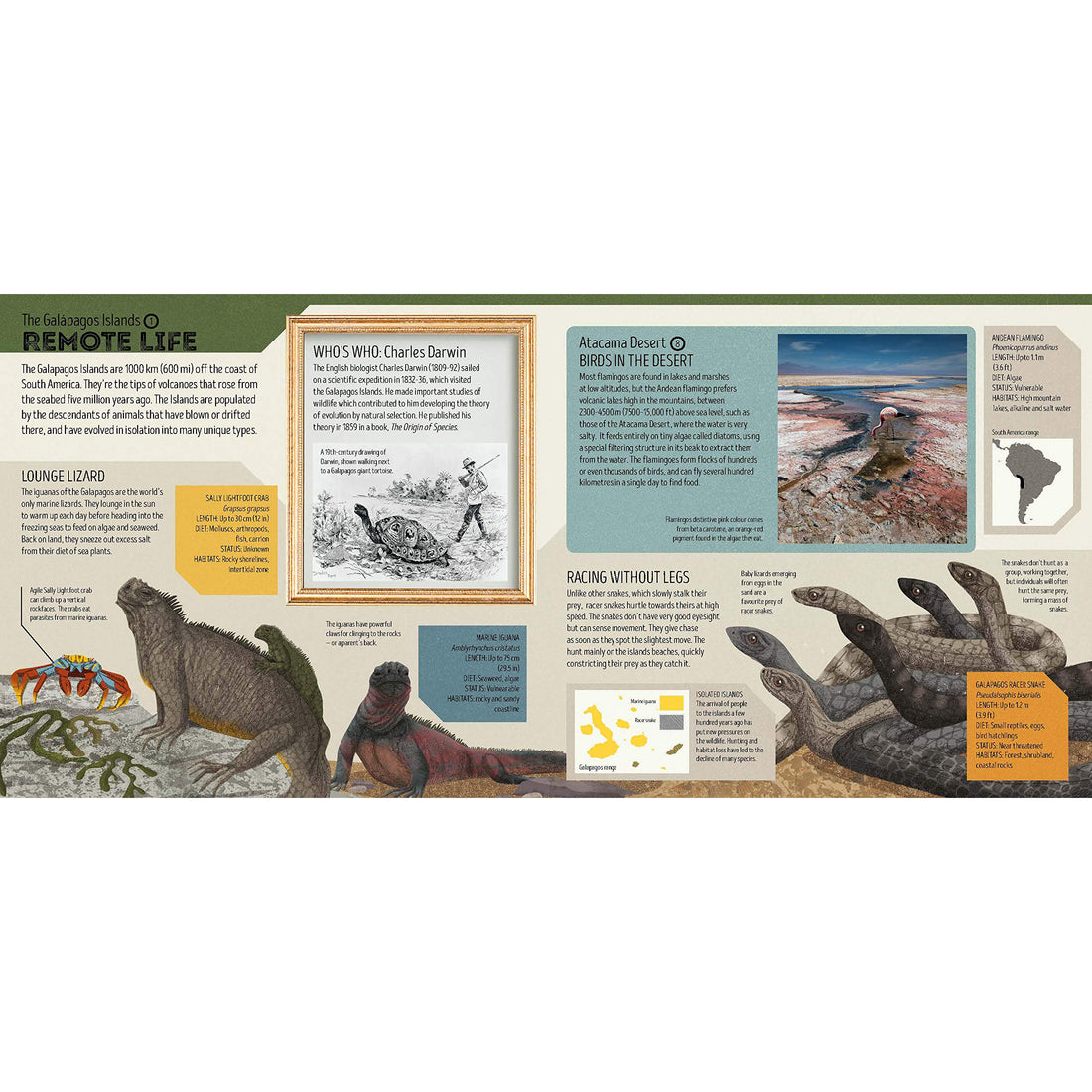 book-animal-atlas- (4)