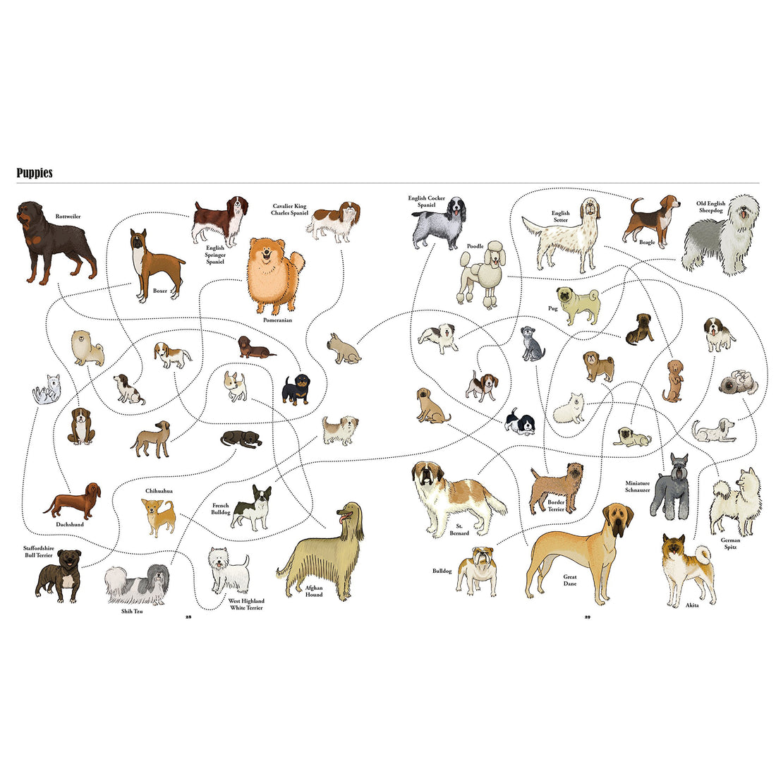 book-big-dogs-little-dogs-a-visual-guide-to-the-world's-dogs- (3)