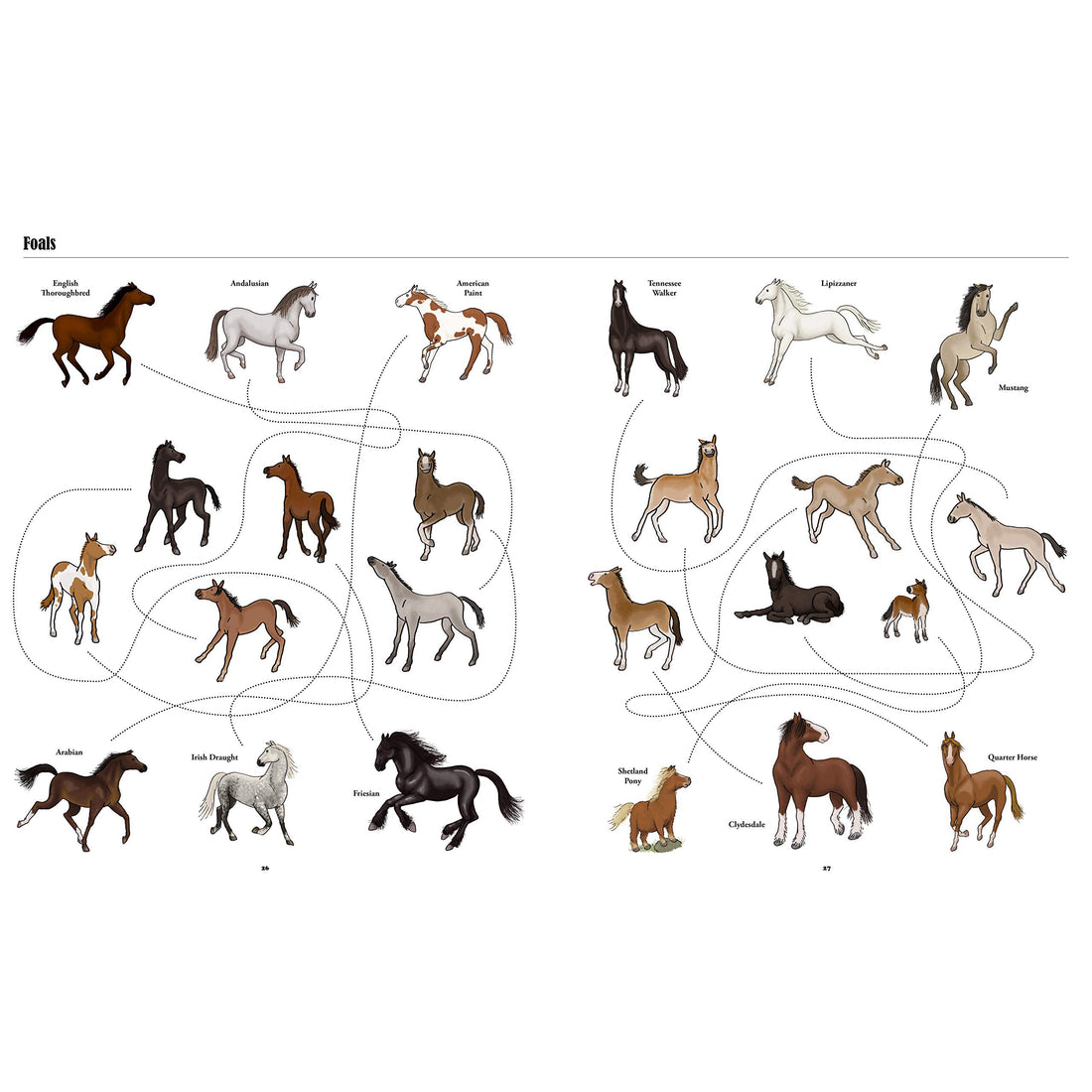book-big-horses-little-horses-a-visual-guide-to-the-worlds-horses-and-ponies- (3)