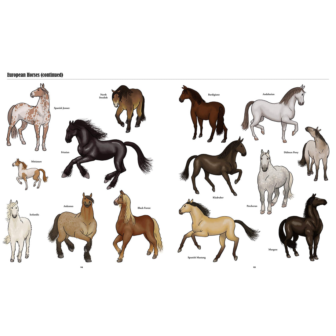 book-big-horses-little-horses-a-visual-guide-to-the-worlds-horses-and-ponies- (5)