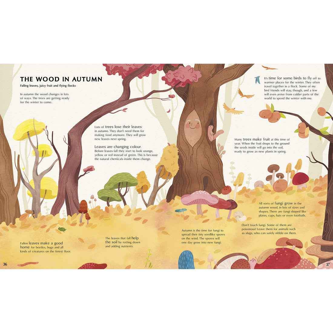 book-secret-life-of-trees- (3)