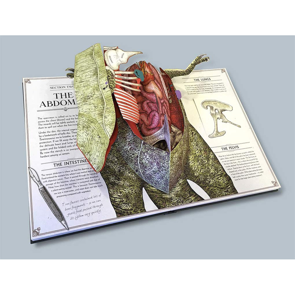 house-of-marbles-t-rex-popup-guide-to-anatomy-hom-403184- (2)