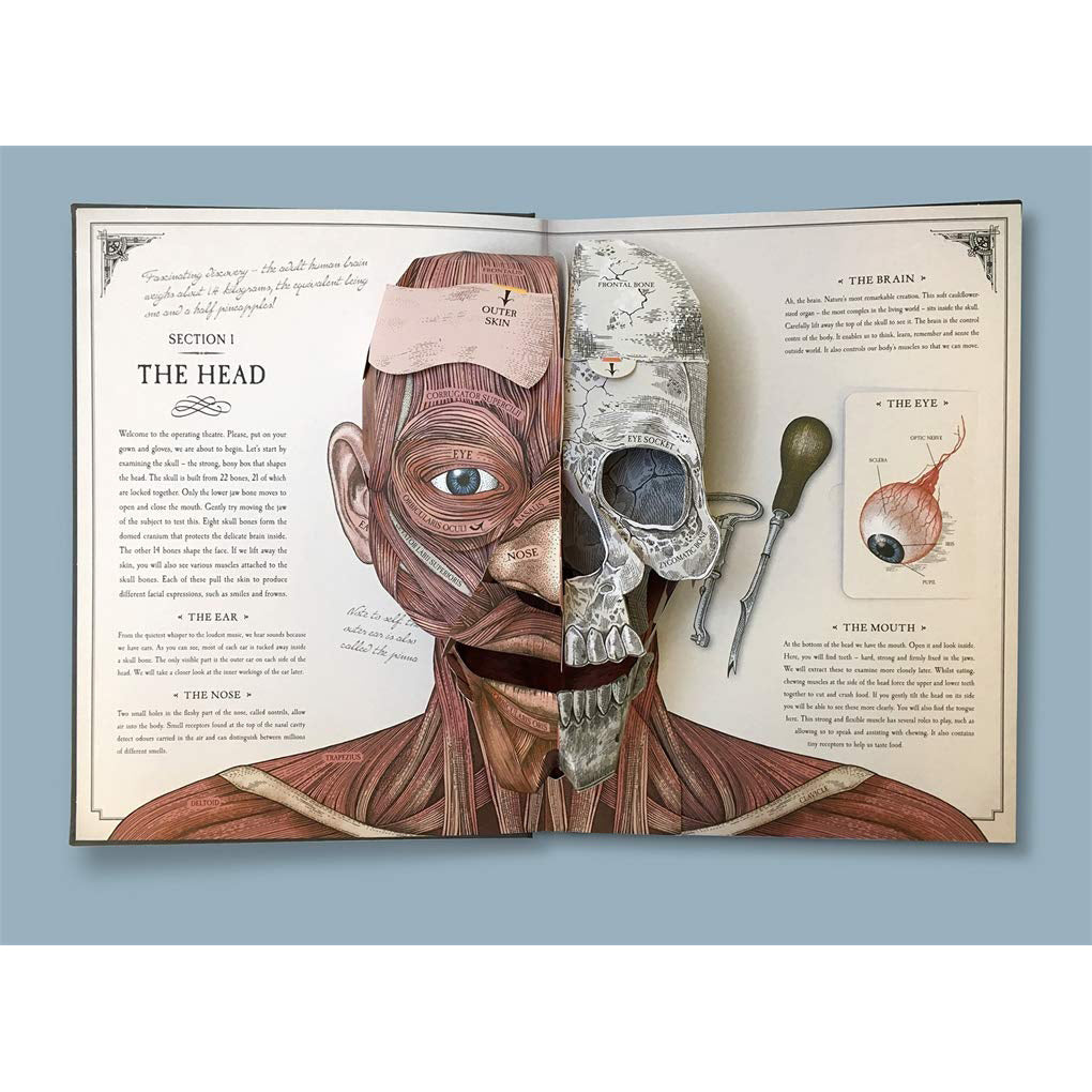 The Human Body Popup Guide To Anatomy