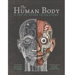 house-of-marbles-the-human-body-popup-guide-to-anatomy-
