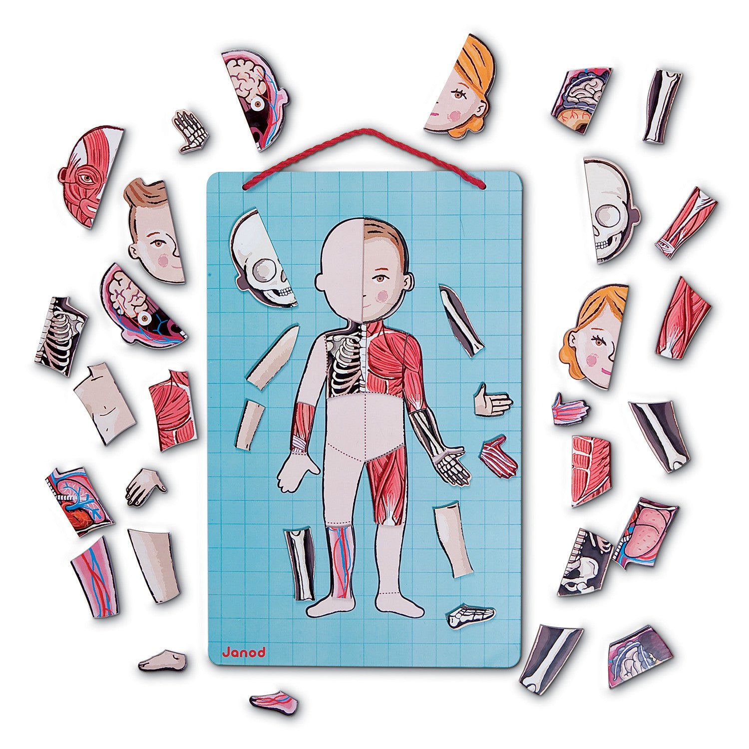 janod-body-magnet-in-11-languages-02