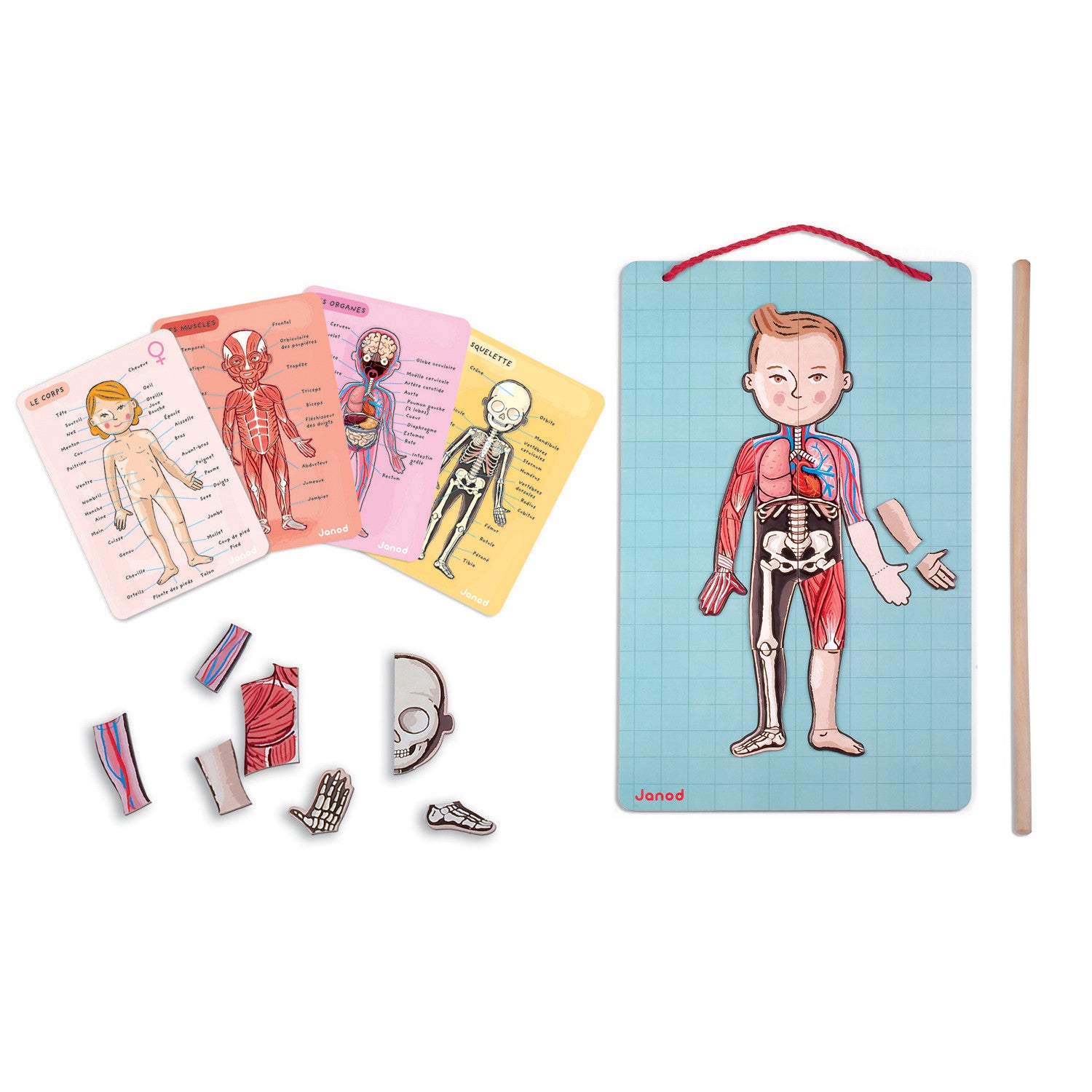 janod-body-magnet-in-11-languages-03