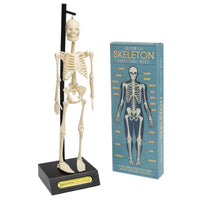 rex-anatomical-skeleton-model-01