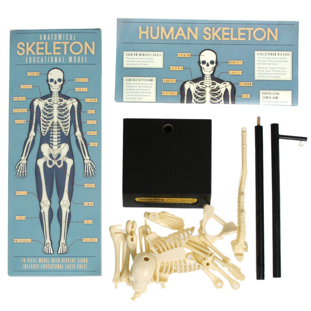 rex-anatomical-skeleton-model-02