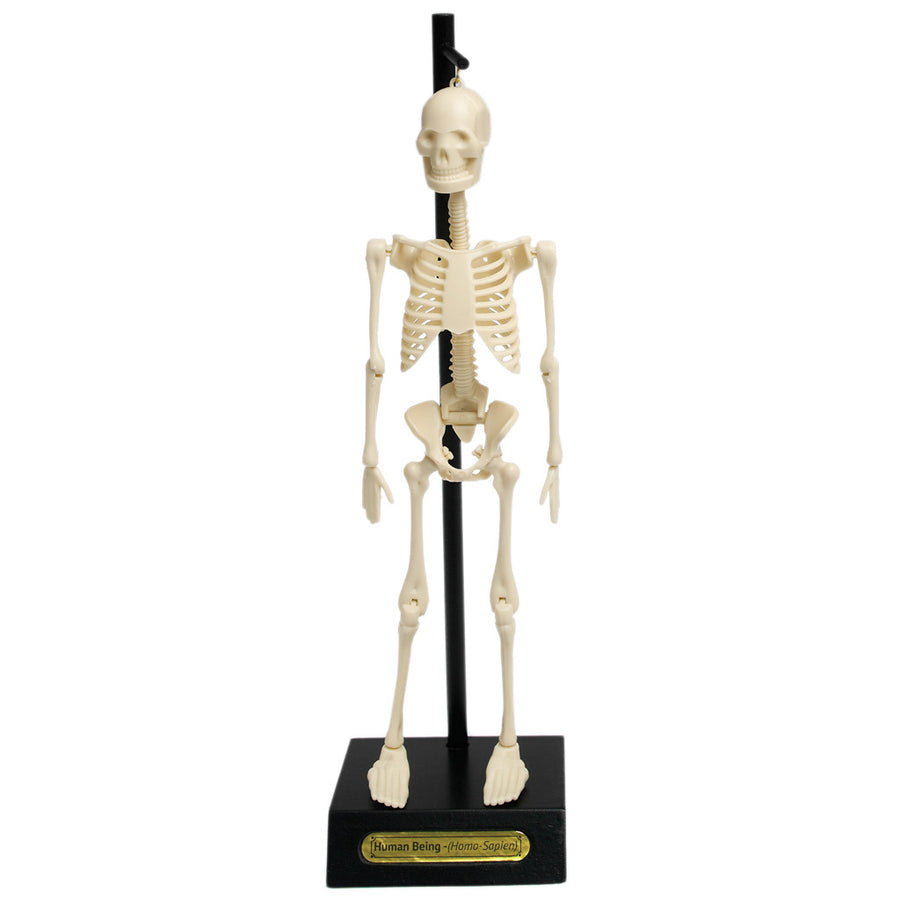 rex-anatomical-skeleton-model-03