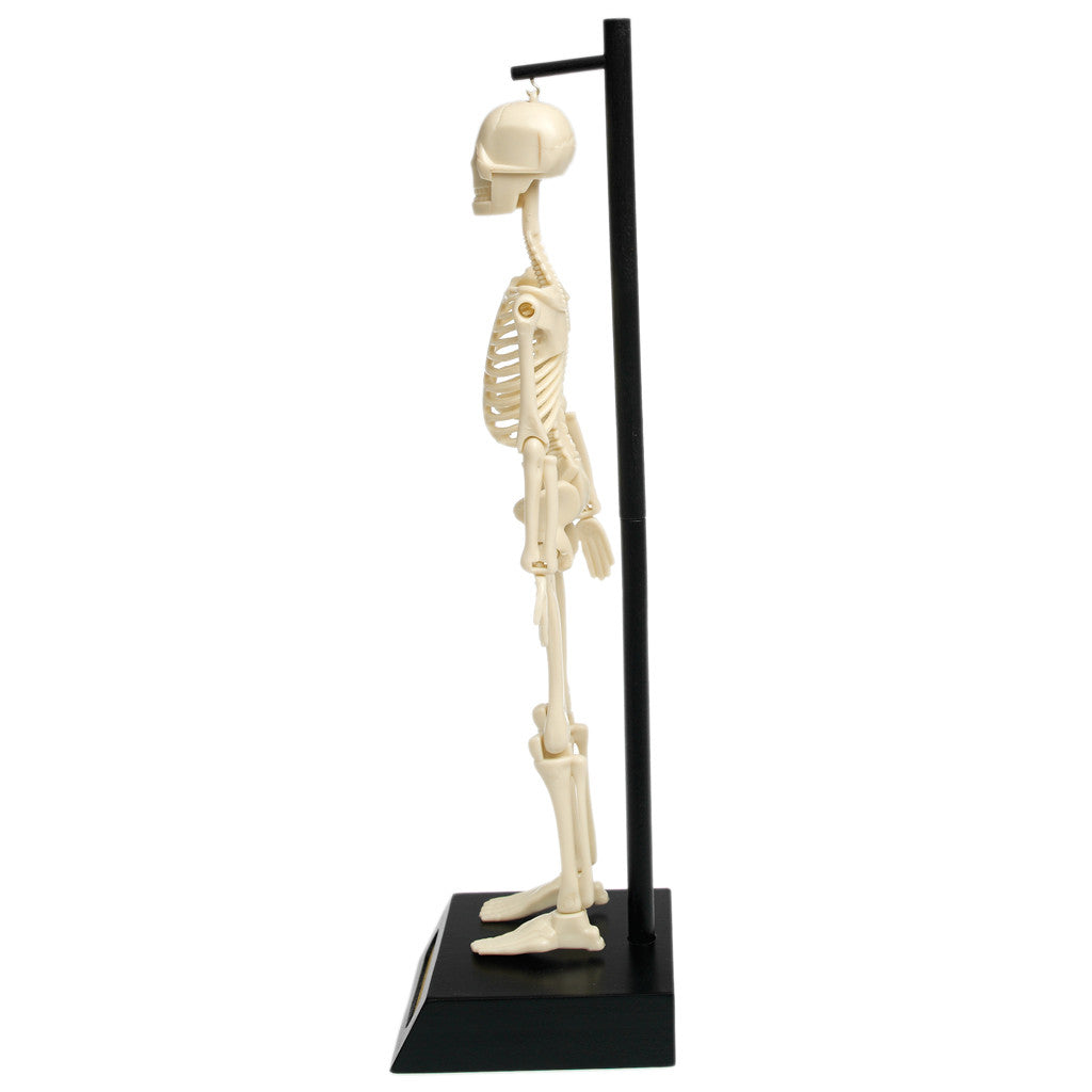 rex-anatomical-skeleton-model-04