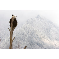 wwf-panu-the-panda-with-bell-22cm-wwf-16183011- (4)